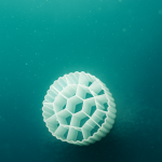 Municipal Wastewater Treatment with ENKE GROUP MBBR