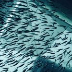 MBBR Media in RAS Aquaculture: How to Maximize Biofiltration Efficiency and Fish Health