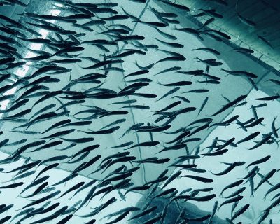 MBBR Media in RAS Aquaculture: How to Maximize Biofiltration Efficiency and Fish Health