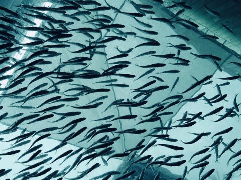 MBBR Media in RAS Aquaculture: How to Maximize Biofiltration Efficiency and Fish Health