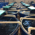 Why MBBR Media Determines the Stability Limits of RAS Aquaculture Systems