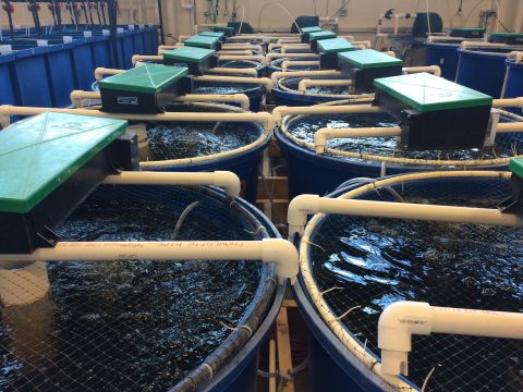 Why MBBR Media Determines the Stability Limits of RAS Aquaculture Systems