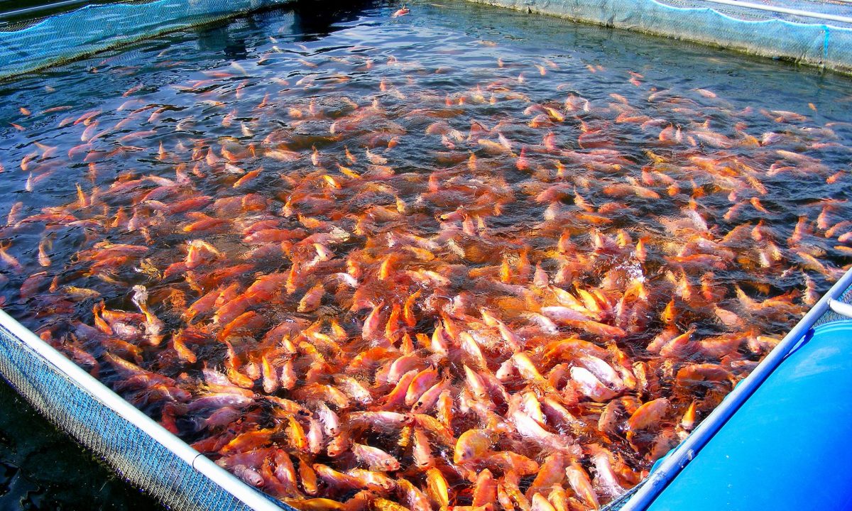 Why MBBR Media Is Critical for Stable Aquaculture Systems (RAS Applications)