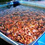 Why MBBR Media Is Critical for Stable Aquaculture Systems (RAS Applications)