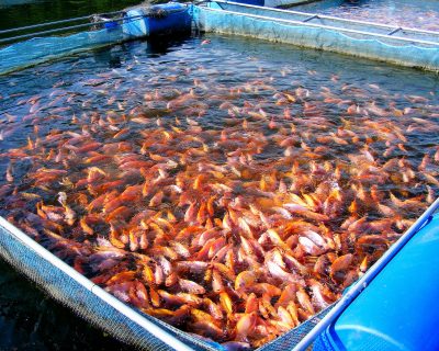 Why MBBR Media Is Critical for Stable Aquaculture Systems (RAS Applications)
