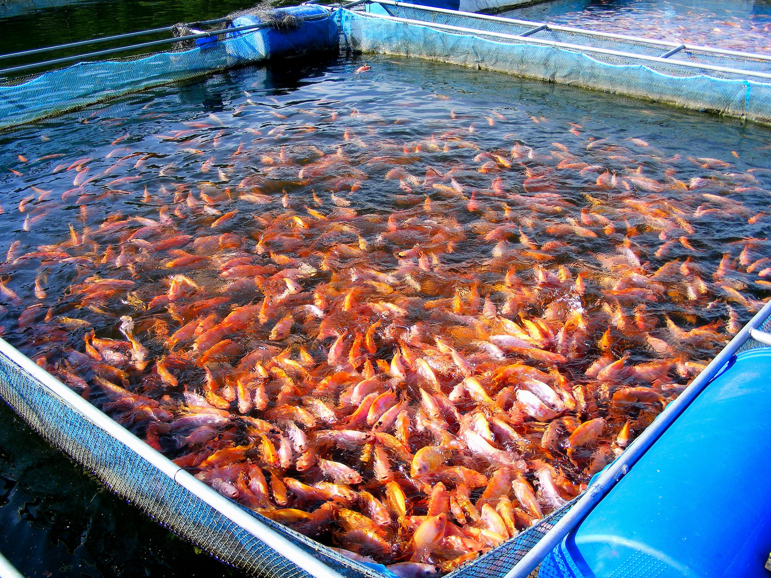 MBBR media for aquaculture biofilter tank